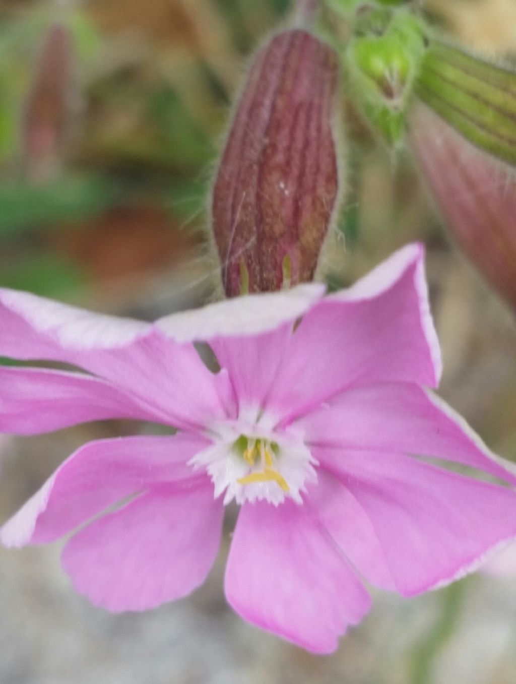 Silene dioica